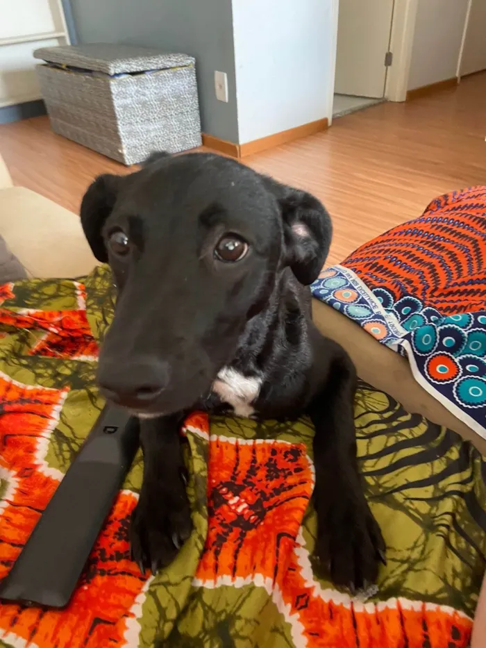 Cachorro ra a SRD-ViraLata idade 7 a 11 meses nome Dory