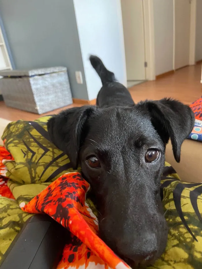 Cachorro ra a SRD-ViraLata idade 7 a 11 meses nome Dory