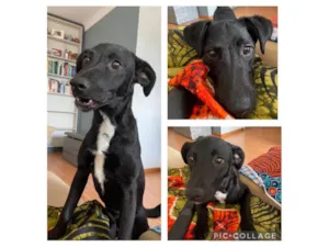 Cachorro raça SRD-ViraLata idade 7 a 11 meses nome Dory
