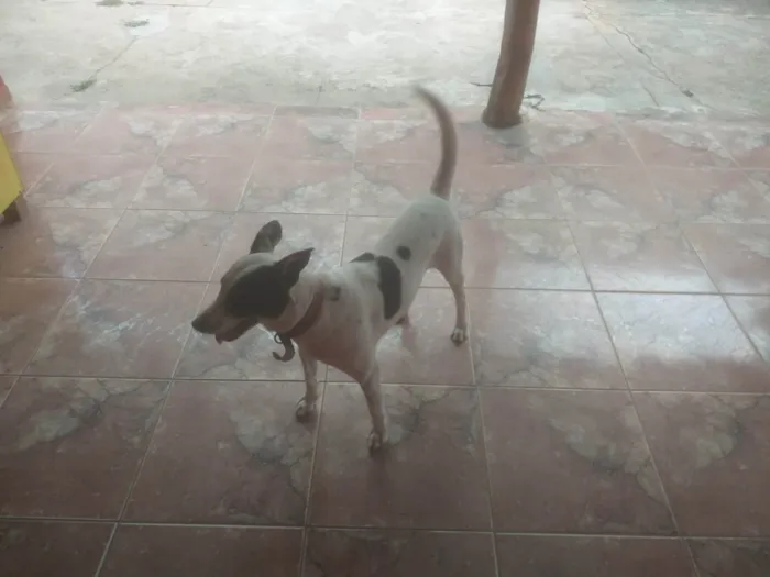 Cachorro ra a SRD-ViraLata idade 1 ano nome Damasco