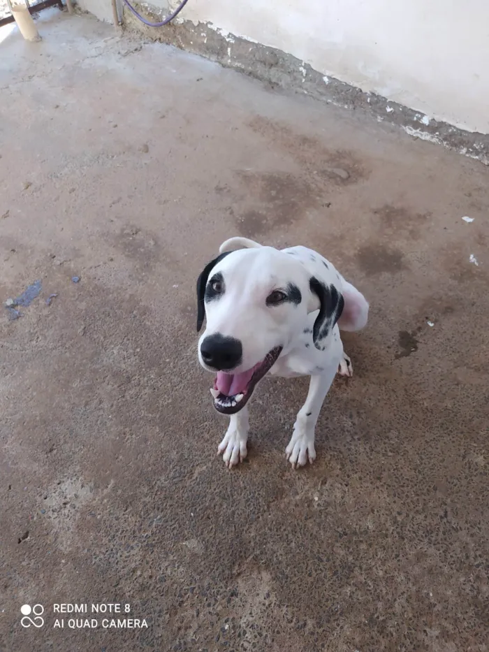 Cachorro ra a Dalmata idade 1 ano nome Aslan