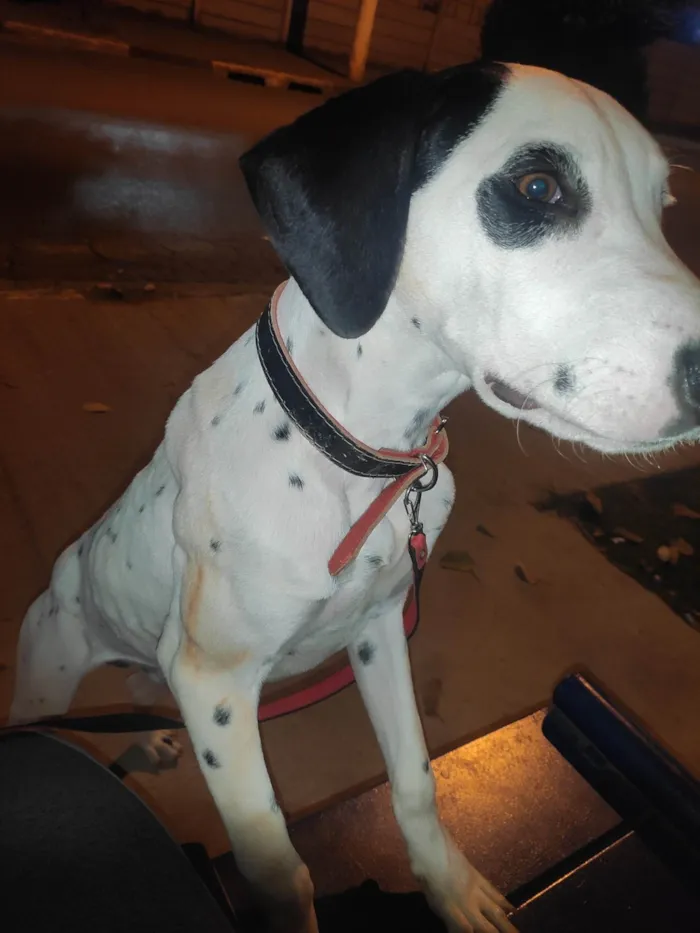 Cachorro ra a Dalmata idade 1 ano nome Aslan