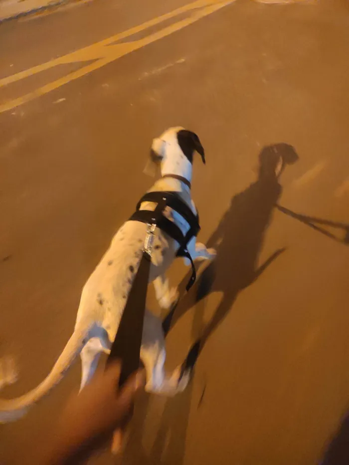 Cachorro ra a Dalmata idade 1 ano nome Aslan