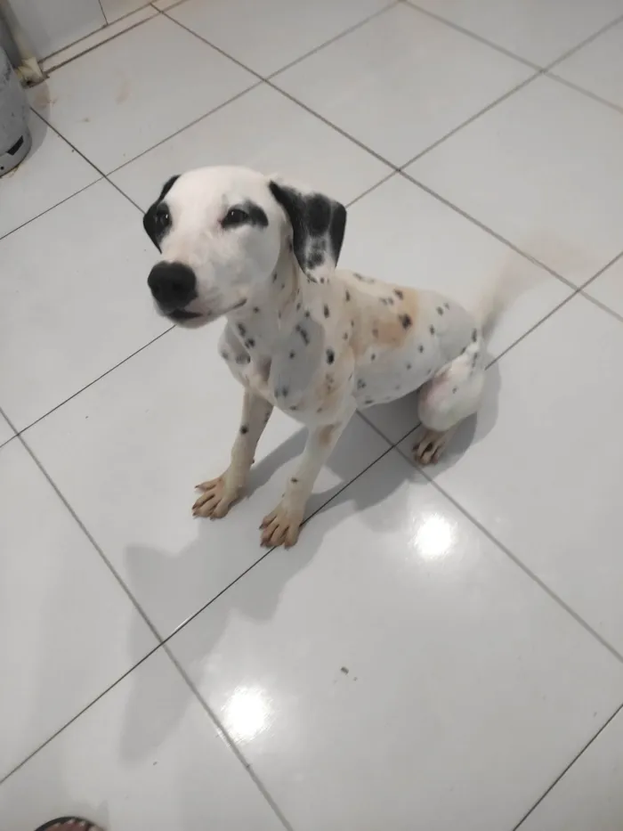 Cachorro ra a Dalmata idade 1 ano nome Aslan