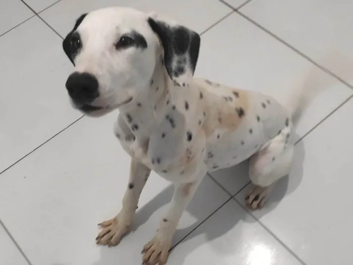 Cachorro ra a Dalmata idade 1 ano nome Aslan