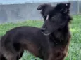 Amora