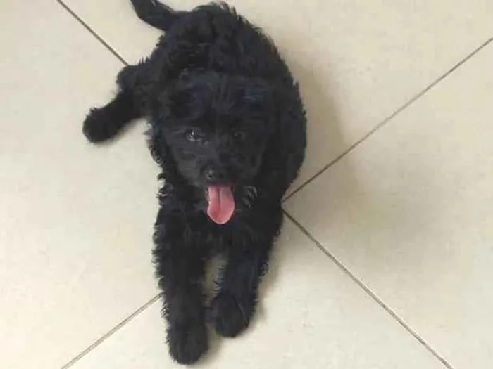 Cachorro ra a SRD-ViraLata idade 2 a 6 meses nome Jade