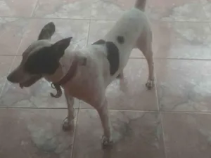 Cachorro raça SRD-ViraLata idade 1 ano nome Damasco