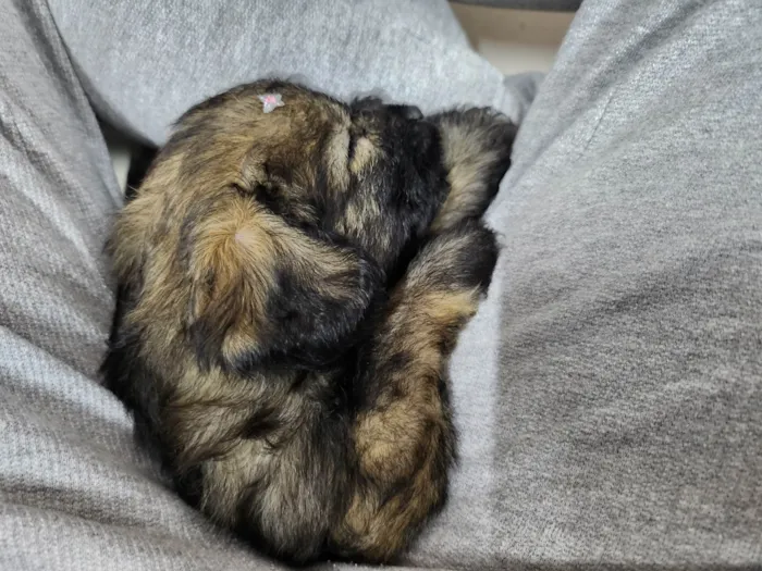 Cachorro ra a SRD-ViraLata idade Abaixo de 2 meses nome Torvi