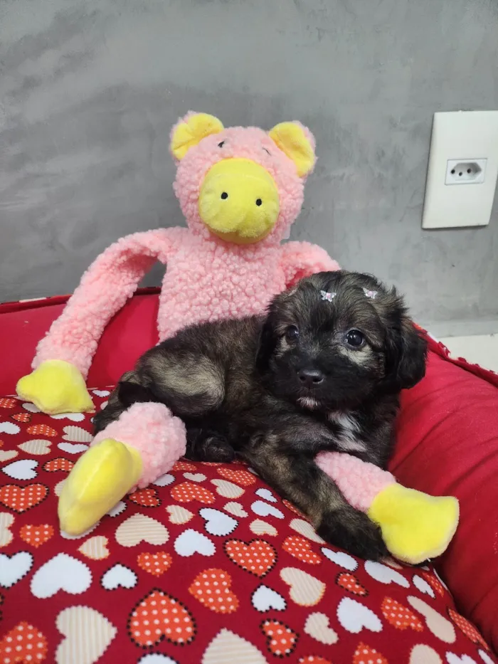 Cachorro ra a SRD-ViraLata idade Abaixo de 2 meses nome Torvi