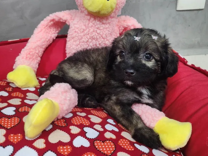 Cachorro ra a SRD-ViraLata idade Abaixo de 2 meses nome Torvi