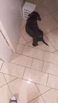 Pedro