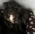 Pedro
