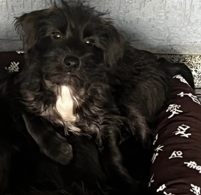 Cachorro ra a SRD-ViraLata idade 2 a 6 meses nome Pedro