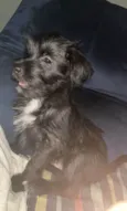 Pedro