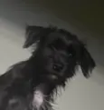 Pedro