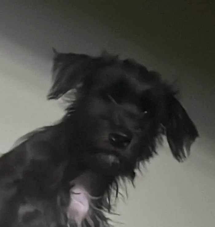 Cachorro ra a SRD-ViraLata idade 2 a 6 meses nome Pedro