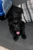 Pedro