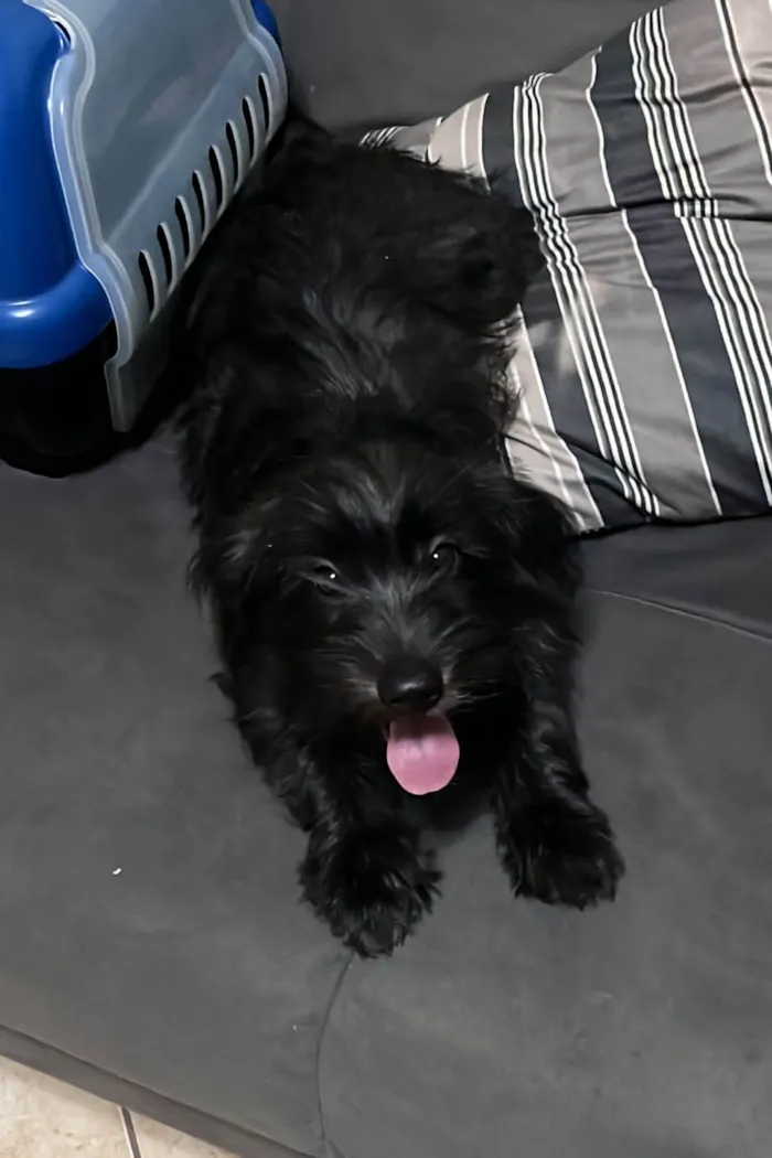Cachorro ra a SRD-ViraLata idade 2 a 6 meses nome Pedro