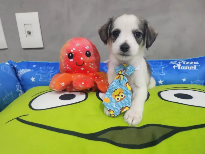Cachorro ra a SRD-ViraLata idade Abaixo de 2 meses nome Thanos