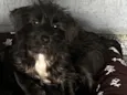 Pedro