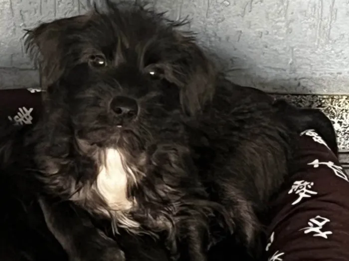 Cachorro ra a SRD-ViraLata idade 2 a 6 meses nome Pedro