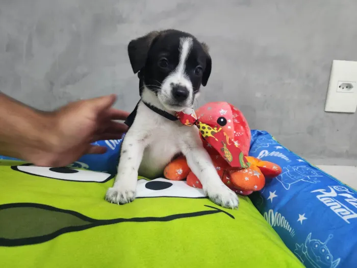 Cachorro ra a SRD-ViraLata idade Abaixo de 2 meses nome Tyler