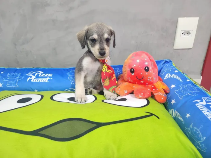 Cachorro ra a SRD-ViraLata idade Abaixo de 2 meses nome Theo