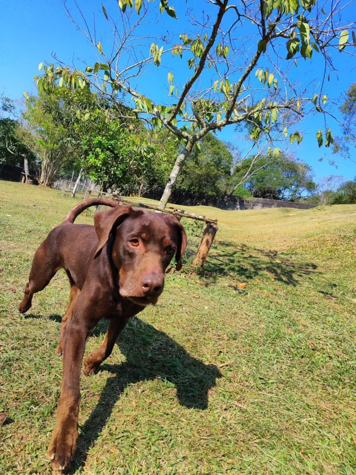 Cachorro ra a Labrador idade 3 anos nome Latikah