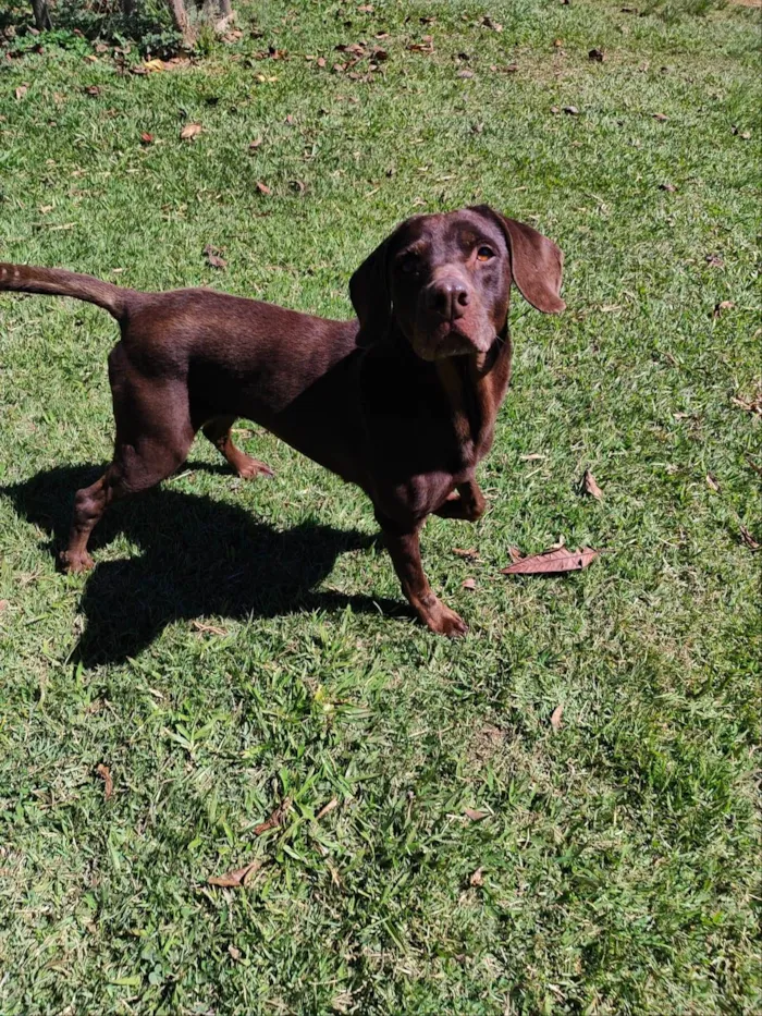 Cachorro ra a Labrador idade 3 anos nome Latikah