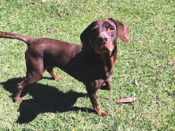 Cachorro ra a Labrador idade 3 anos nome Latikah