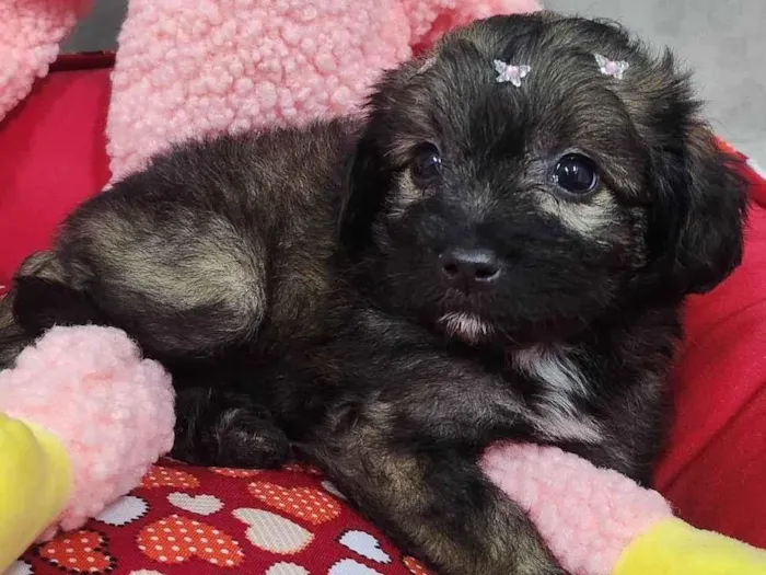 Cachorro ra a SRD-ViraLata idade Abaixo de 2 meses nome Torvi