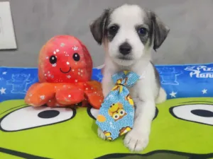 Cachorro raça SRD-ViraLata idade Abaixo de 2 meses nome Thanos