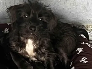Cachorro raça SRD-ViraLata idade 2 a 6 meses nome Pedro