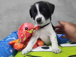 Cachorro raça SRD-ViraLata idade Abaixo de 2 meses nome Tyler