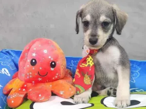 Cachorro raça SRD-ViraLata idade Abaixo de 2 meses nome Theo