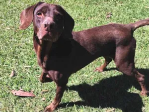 Cachorro raça Labrador idade 3 anos nome Latikah