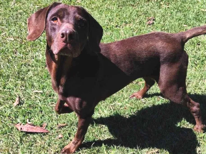 Cachorro ra a Labrador idade 3 anos nome Latikah