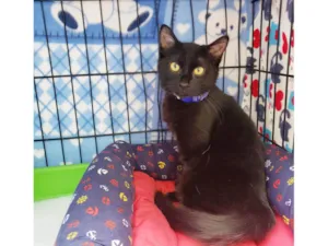 Gato raça SRD-ViraLata idade 2 a 6 meses nome Shoyu 