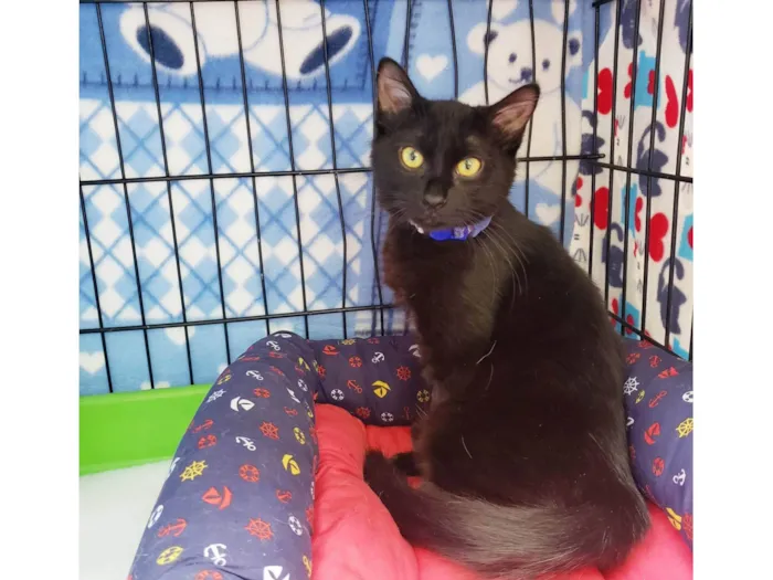 Gato ra a SRD-ViraLata idade 2 a 6 meses nome Shoyu 