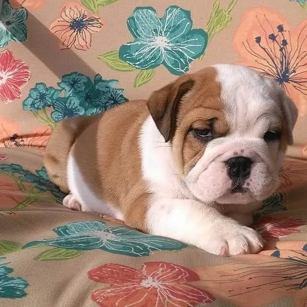 Cachorro ra a Bulldog idade 2 a 6 meses nome Liz and leo