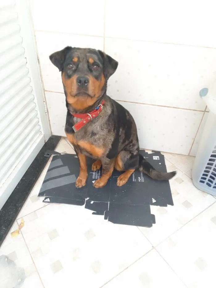 Cachorro ra a SRD-ViraLata idade 1 ano nome Molly