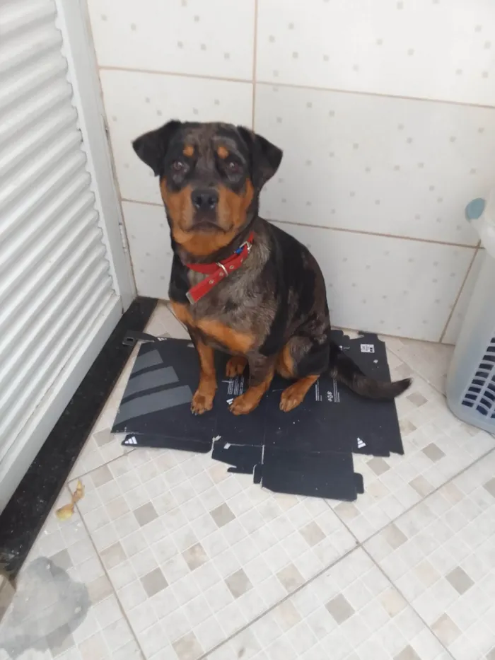 Cachorro ra a SRD-ViraLata idade 1 ano nome Molly