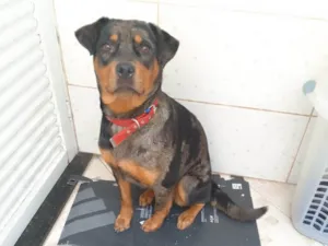 Cachorro raça SRD-ViraLata idade 1 ano nome Molly