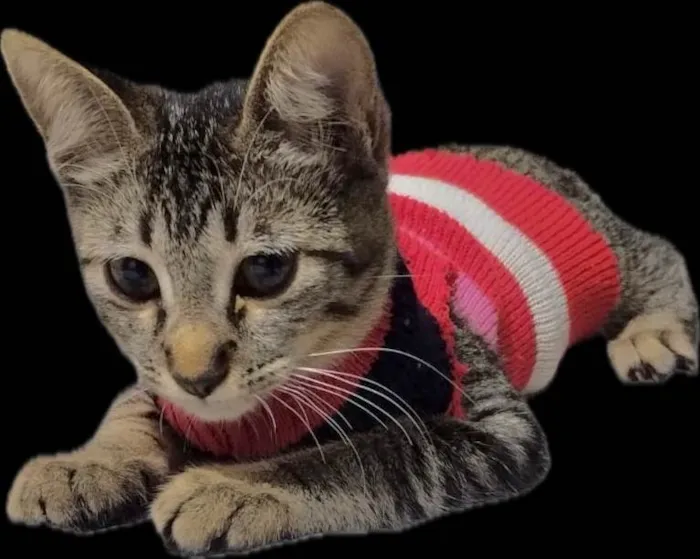 Gato ra a Srd idade 2 a 6 meses nome Brisa