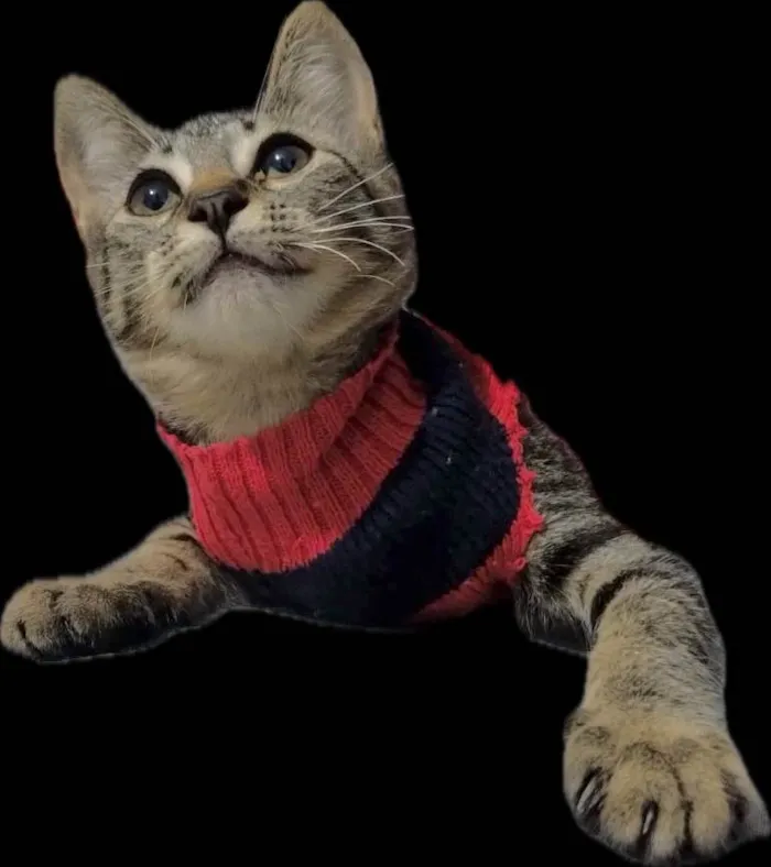 Gato ra a Srd idade 2 a 6 meses nome Brisa