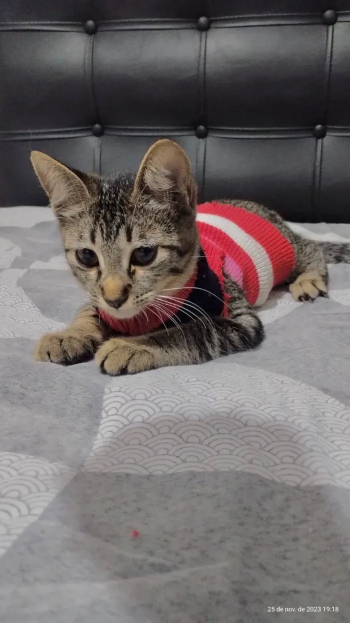 Gato ra a Srd idade 2 a 6 meses nome Brisa