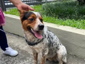 Cachorro raça SRD-ViraLata idade 1 ano nome Joaquim
