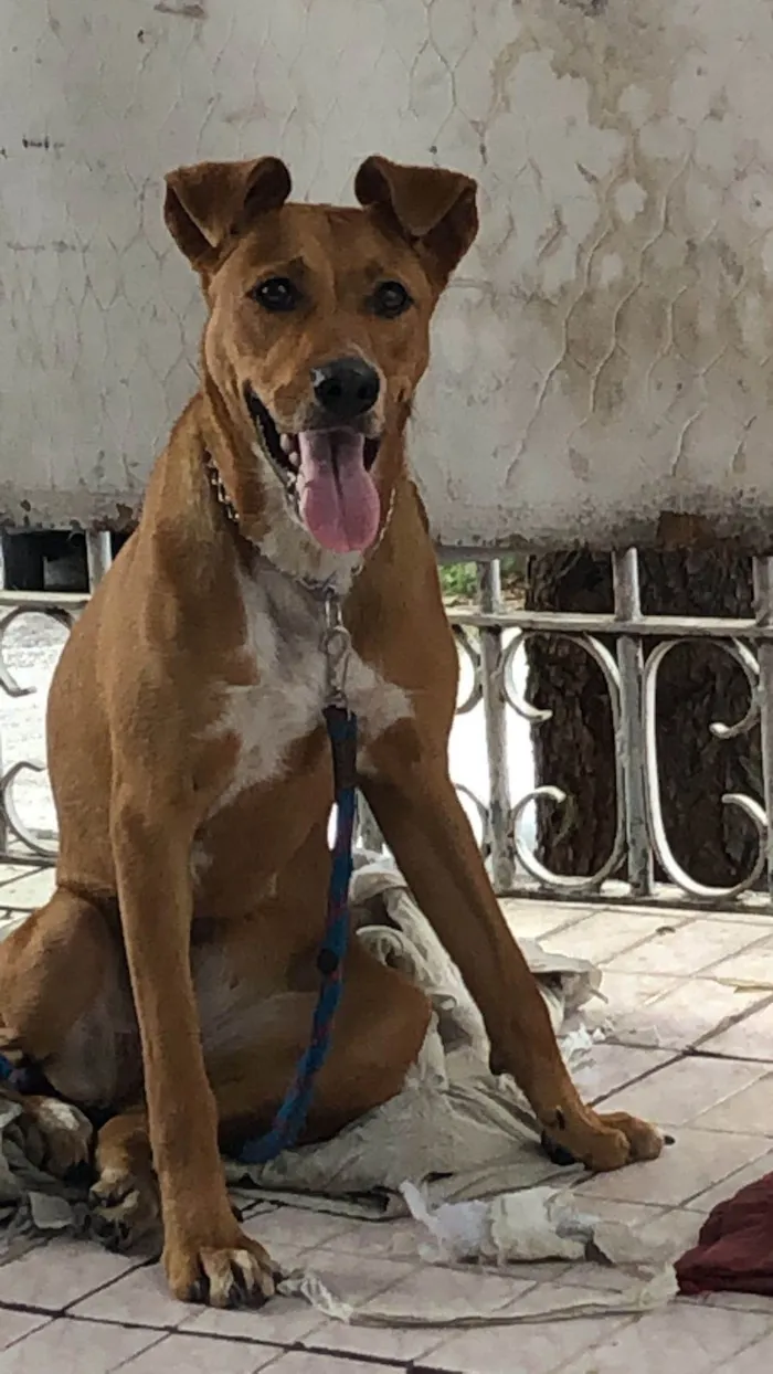 Cachorro ra a SRD-ViraLata idade 2 anos nome Mel