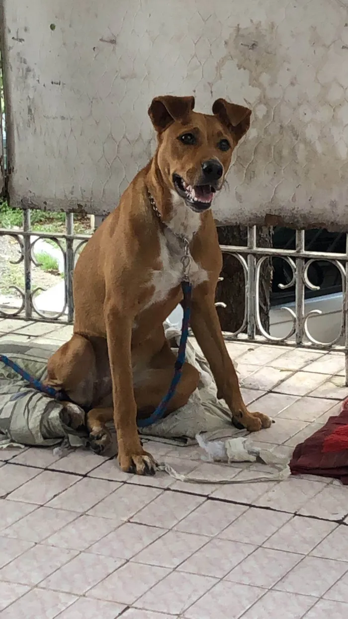 Cachorro ra a SRD-ViraLata idade 2 anos nome Mel